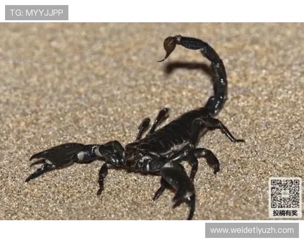 乐鱼体育地址登录入口安全可靠的官方渠道推荐确保用户账号信息安全